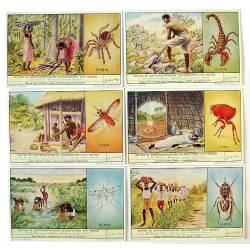 Serie completa de 6 cromos Liebig. Giftige of ziekteverspreidende geleedpotigen van Kongo