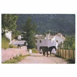 Postal de Benamahoma,...