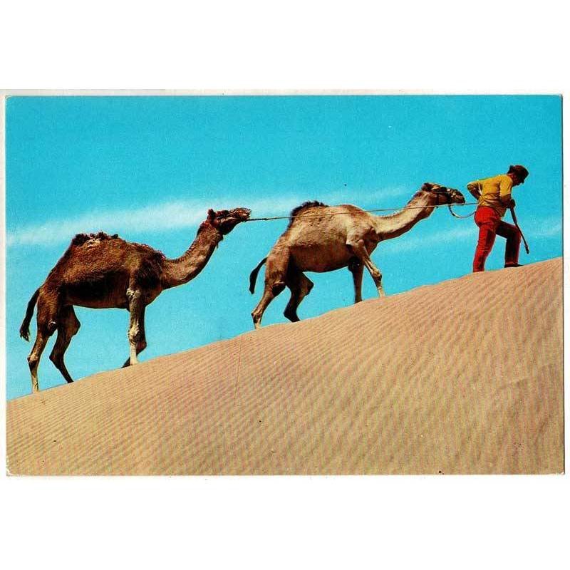 Postal Canarias. Camellos en las dunas No. 2749