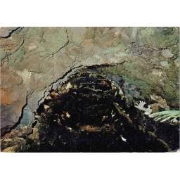 Postal Canarias. Lanzarote....