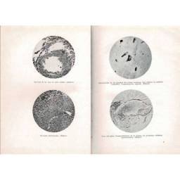 La peste porcina - Fernando Guijo