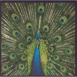 The Bluetones - Expecting...