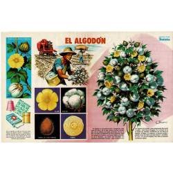 Poster El Algodón. Colección Revista Petete