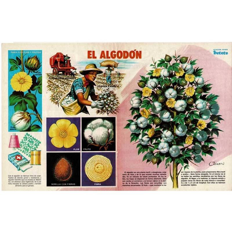 Poster El Algodón. Colección Revista Petete